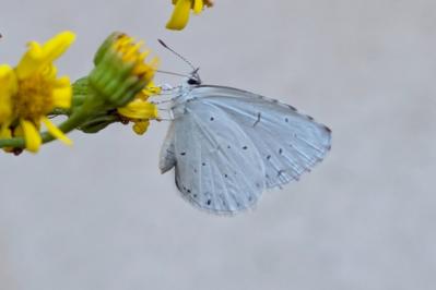 <i>Celastrina argiolus</i>