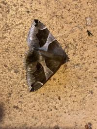 <i>Dysgonia algira</i>