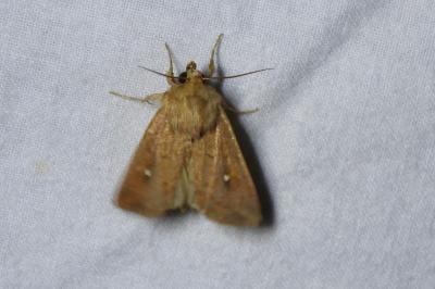 <i>Mythimna albipuncta</i>