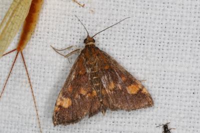<i>Pyrausta aurata</i>