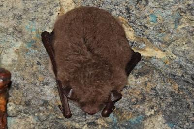 Myotis daubentonii