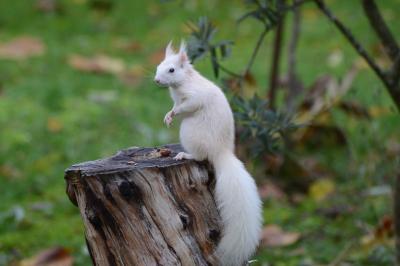 Sciurus vulgaris