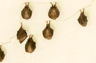 Rhinolophus hipposideros