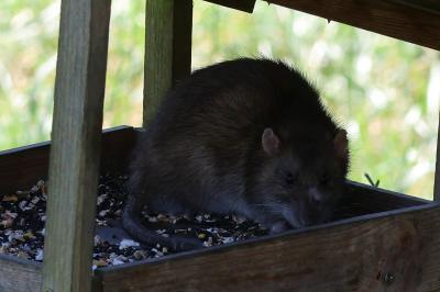 Rattus norvegicus