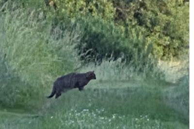 Chat sauvage