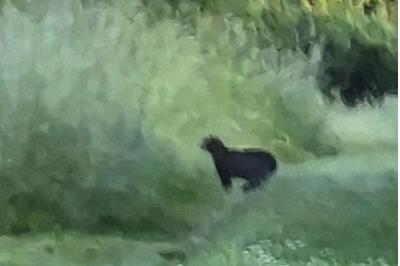 Chat sauvage
