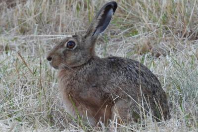 Lepus europaeus