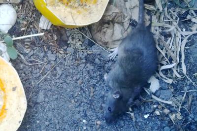 Rat surmulot