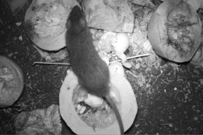 Rat surmulot