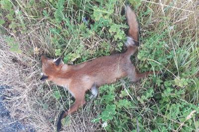 Renard roux