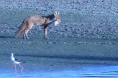 Renard roux
