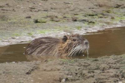 Myocastor coypus