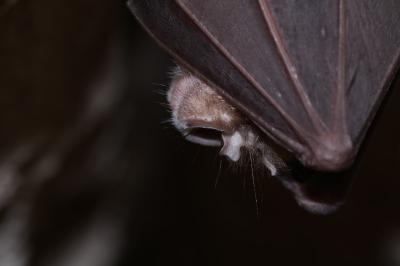 Rhinolophus ferrumequinum