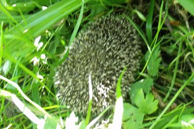 Erinaceus europaeus
