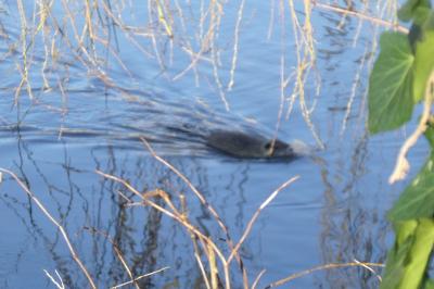 Myocastor coypus