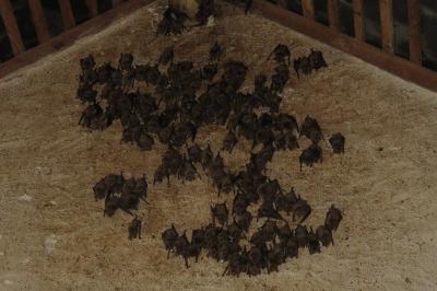 Myotis myotis