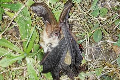 Plecotus auritus