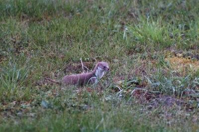 Mustela nivalis