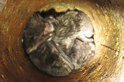 Myotis daubentonii