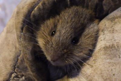 Microtus agrestis