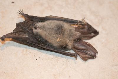 Plecotus austriacus