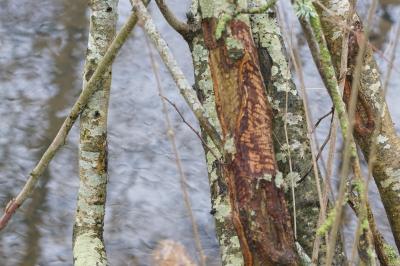 Castor fiber