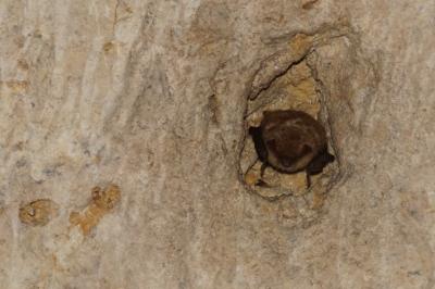 Myotis emarginatus