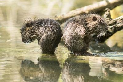 Myocastor coypus
