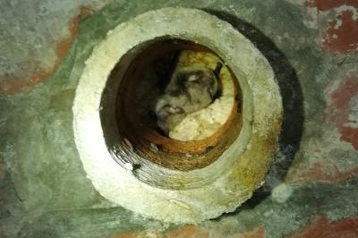 Myotis daubentonii