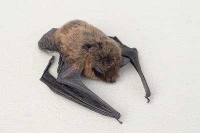 Pipistrellus kuhlii