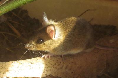 Apodemus sylvaticus