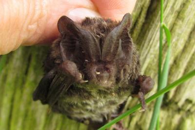 Barbastella barbastellus