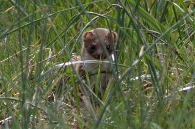 Mustela nivalis