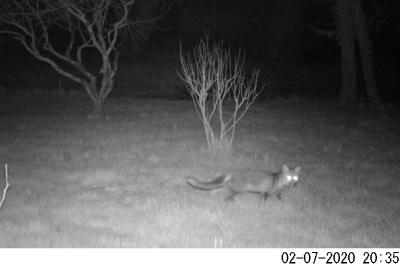 Vulpes vulpes