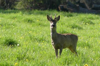 Capreolus capreolus