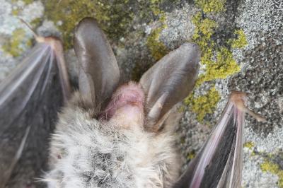 Myotis bechsteinii