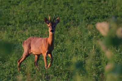 Capreolus capreolus