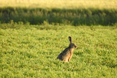 Lepus europaeus