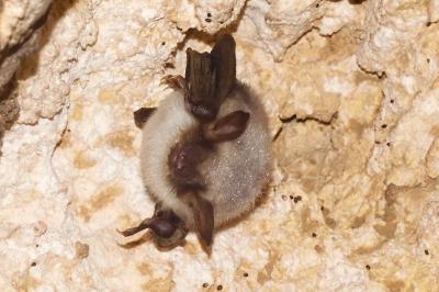 Myotis myotis