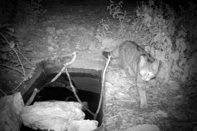 Felis silvestris