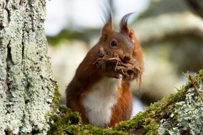 Sciurus vulgaris
