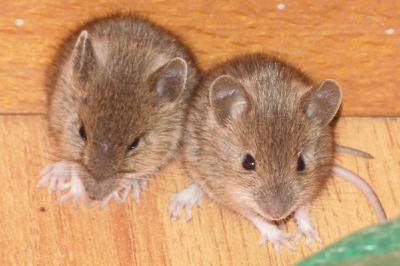 Mus musculus