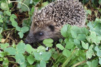 Erinaceus europaeus
