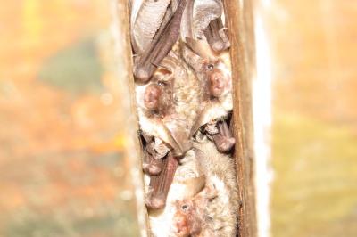 Plecotus austriacus