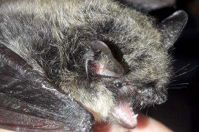Myotis mystacinus