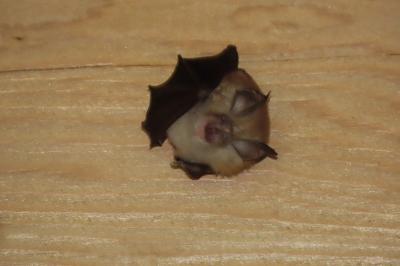 Rhinolophus hipposideros