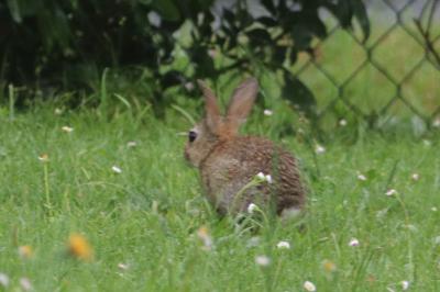 Oryctolagus cuniculus