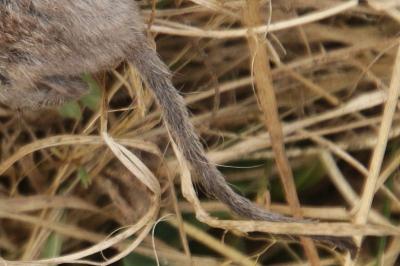 Crocidura russula