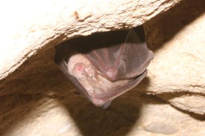Rhinolophus ferrumequinum
