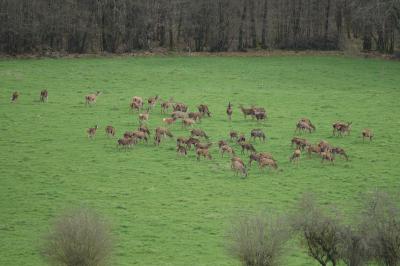 Cervus elaphus